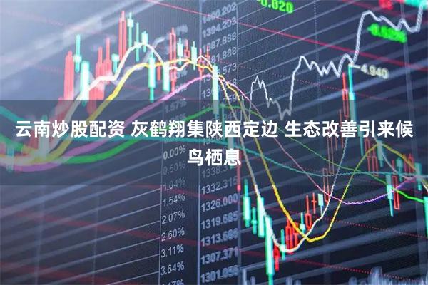 云南炒股配资 灰鹤翔集陕西定边 生态改善引来候鸟栖息
