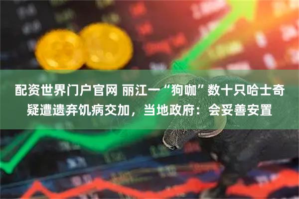 配资世界门户官网 丽江一“狗咖”数十只哈士奇疑遭遗弃饥病交加，当地政府：会妥善安置